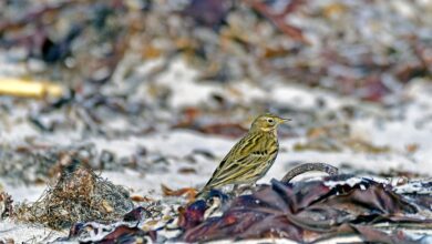 CDU-Politiker Pieper verzichtet nach Kritik auf EU-Posten