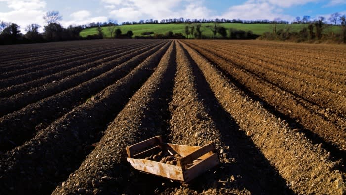 Extremes Wetter bedroht die irische Kartoffelproduktion