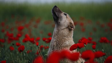 Iran kapert Containerschiff – Britischer Minister fordert Freigabe