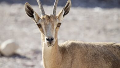 Israels Armee zieht Panzer der Al-Schifa-Klinik im Gazastreifen ab