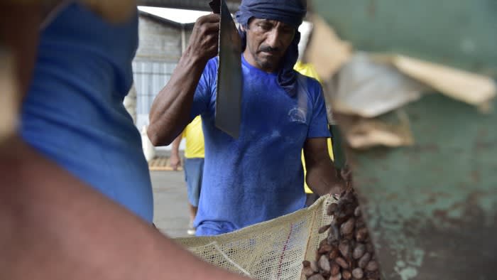 Lateinamerikanische Kakaobauern beeilen sich, den Anbau auszuweiten, da die Preise steigen
