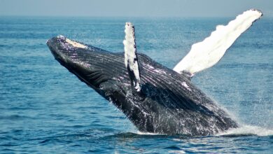 Bitcoin Whale