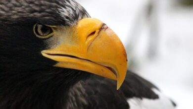 Die russische Wirtschaft brummt – wirken die Sanktionen nicht?