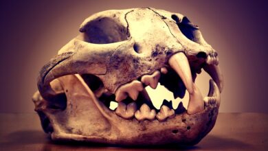 Selenskyj erinnert an die Opfer von Butscha