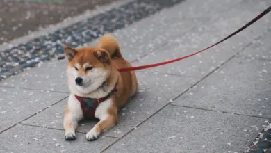 Shiba Inu