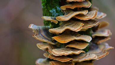 Taipeh wird 21 Militärflugzeuge nahe Taiwan gesichtet haben