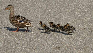 Vulkanologe erklärt Aktivität des italienischen Supervulkans