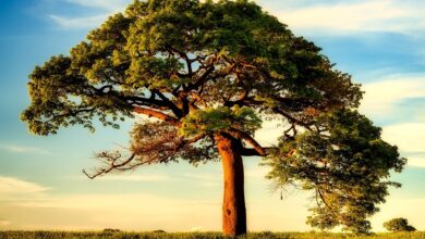 Blick in den Gerichtssaal des Internationalen Gerichtshof mit den Schriftzeichen "International court of justice" vor dem Richterpult