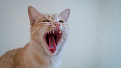„Die Hundetage sind vorbei“: Cat Memecoins steigen nach der Rückkehr von Roaring Kitty um 16,1 %