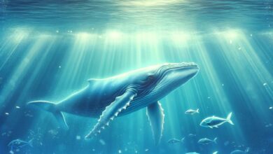 Bitcoin-Wale beruhigen sich – hier erfahren Sie, warum und was das für den Markt bedeutet