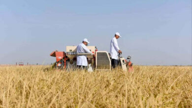 China halbiert den Reisanbauzyklus in den Wüsten von Xinjiang und eröffnet damit eine neue Front bei der Ernährungssicherung