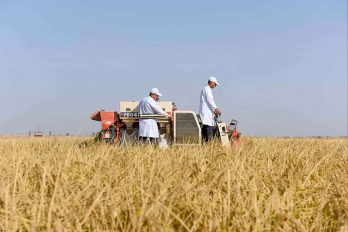 China halbiert den Reisanbauzyklus in den Wüsten von Xinjiang und eröffnet damit eine neue Front bei der Ernährungssicherung