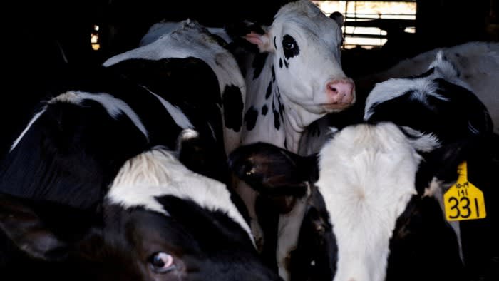 Der Ausbruch der Vogelgrippe bei Rindern in den USA schürt Ängste vor der nächsten globalen Gesundheitskrise