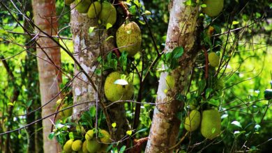 Grünen-Kandidatin Laura Schillling wehrt sich gegen Vorwürfe