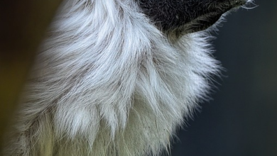 Moskaus neuer Nazi-Vergleiche: ISW befürchtet russische Aggression in ganz Moldau