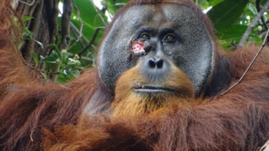 Orang-Utan nutzt Heilpflanze zur Wundbehandlung