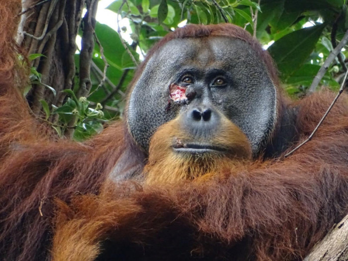 Orang-Utan nutzt Heilpflanze zur Wundbehandlung