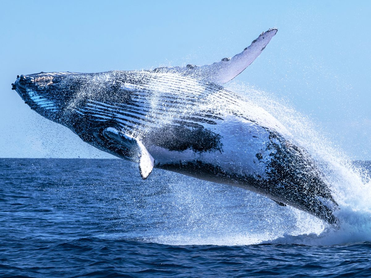 Walbeobachtung: Ethereum Neues Kaufsignal löst Spekulationen aus