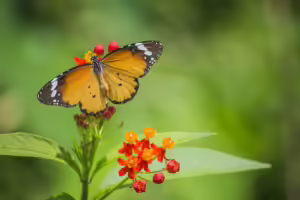 Einfacher Zugriff auf Klaytn $KLAY-Token: Airdrop-Ansprüche mit DappRadar