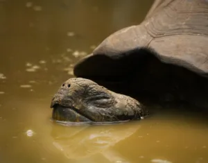 DeFi.Gold schließt strategisches Bündnis mit Babylonchain für BTC-Staking und Cross-Chain-Yields