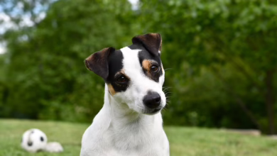 Jack Mallers warnt vor Ripples Bedrohung für Bitcoin und US-Finanzfreiheit