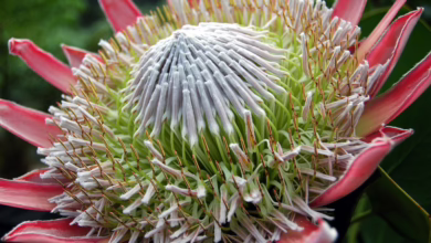 Kritik von Südafrikas Zentralbankchef: Trump und die Krypto-Lobby