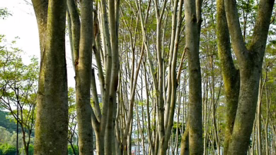 „Bitcoin bleibt stagnierend: Trumps neue Order bringt Unsicherheit“