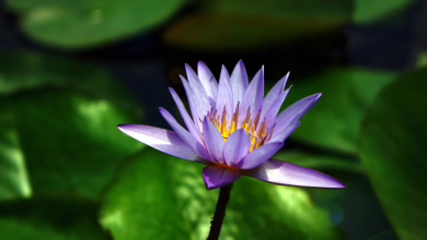 Bitcoin-Gewinne nach Fed-Entscheidung: CME plant neue Optionen