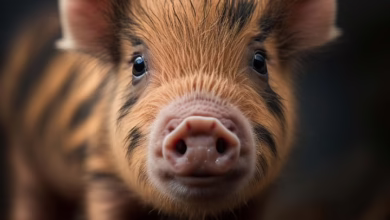 Anstieg von Krypto-Betrügereien: Pig Butchering und KI im Fokus