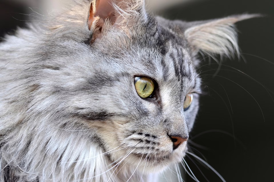 Bitcoin Stabilisiert Sich: Ein Blick Auf Lokale Entwicklungen und Trends