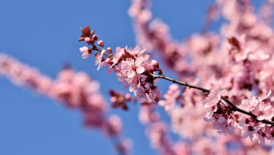 Krypto als Vorboten der Märkte: Ein Blick auf den Januar 2025