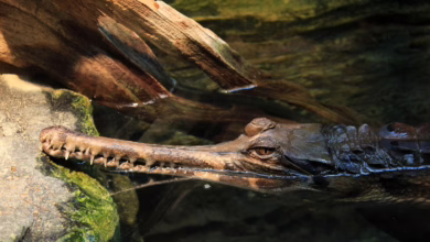 Falscher Alarm: Pump.Fun-Spekulationen um $PUMP als reinste Fehlinformation