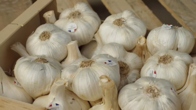 Investitionsstrategien für Neuheiten: Vorsicht bei Token-Launches!