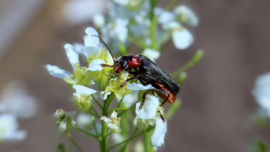 Elon Musk und XRP: Eine potenzielle Revolution im digitalen Finanzwesen