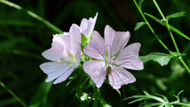 Sicherheitsprüfung des US-Zahlungssystems: Musk im Fokus der Investigatoren