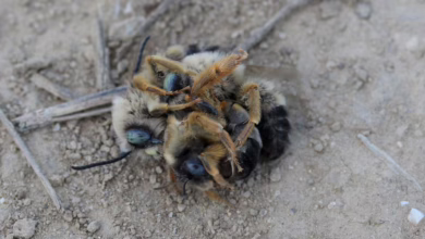 XRP oder Cardano: Wer gewinnt den Kampf der Altcoins 2025?