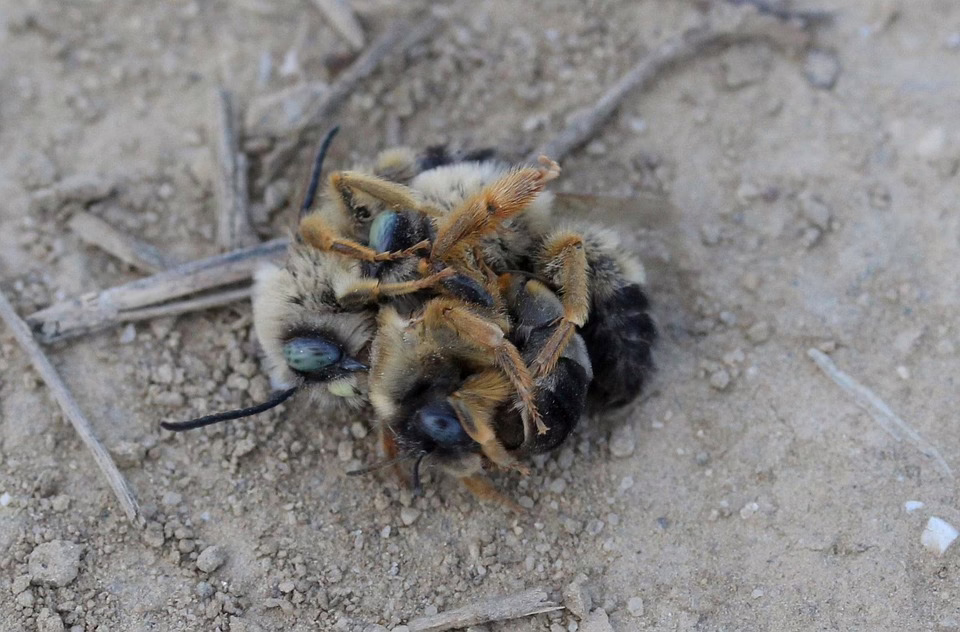 XRP oder Cardano: Wer gewinnt den Kampf der Altcoins 2025?