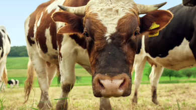 BTC Bull Token: Investorenthusiasmus für Bitcoin-gebundene Belohnungen wächst