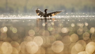 Kryptomarkt im Umbruch: Ripple, GameStop und die Altcoin-Zukunft