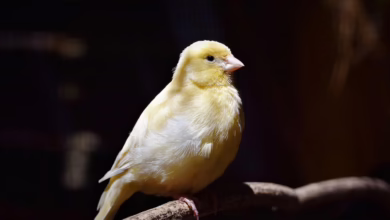 Canary Capital plant Sui-ETF: Neuer Hoffnungsschimmer für Krypto-Anleger