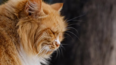 Shiba Inu SHIB: Steht ein Comeback der Meme Coins bevor?