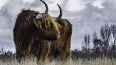 Bitcoin Bull Token: Chancen und Strategien für lokale Investoren