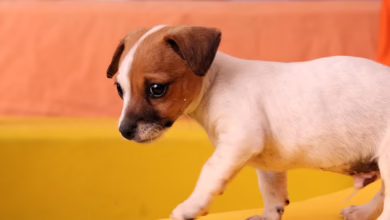 Dawgz AI: Die vielversprechendste Meme-Münze für 2025 entdecken!