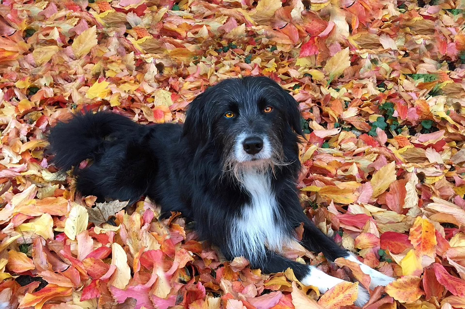 Franklins Blick auf Trump: Strategische Bitcoin-Reserve für die Zukunft