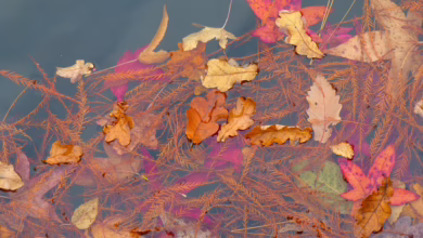 Bitcoin wächst in der Dominanz: Altcoins fallen hinterher