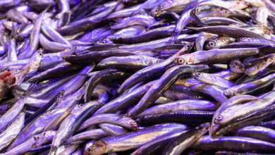 Markt für Kryptowährungen stürzt ab: Was bedeutet das für lokale Anleger?