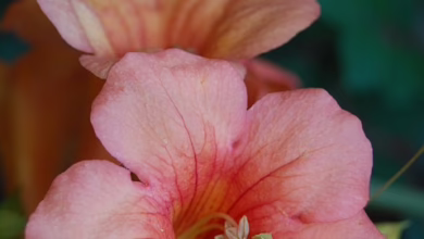 Warum Dawgz AI ($DAGZ) die beste Krypto-Presale-Möglichkeit von 2025 ist