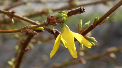FOMC-Sitzung am 19. März: Ein Schlüsselmoment für Krypto und Aktienmärkte