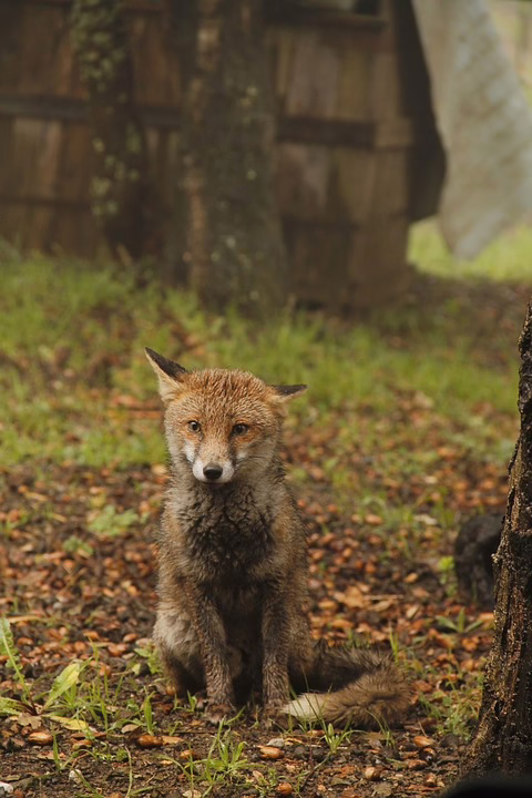 Bitcoin und Altcoins im freien Fall: Lokale Investoren in Sorge