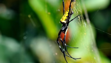 Qubetics: Eine revolutionäre Blockchain mit riesigem Wachstumspotenzial